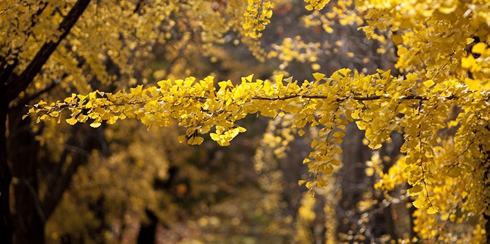 Nootropicos naturais ginkgo